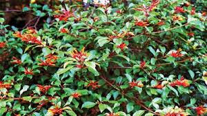 Attēlu rezultāti vaicājumam “Caprifoliaceae”