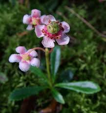Attēlu rezultāti vaicājumam “Chimaphila umbellata”