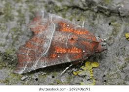 Attēlu rezultāti vaicājumam “Scoliopteryx libatrix”