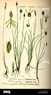 Attēlu rezultāti vaicājumam “Carex dioica”