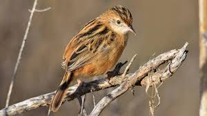 Image result for Cisticola juncidis