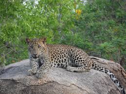 Image result for Яла заповедник