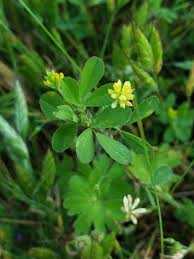 Attēlu rezultāti vaicājumam “Trifolium dubium”