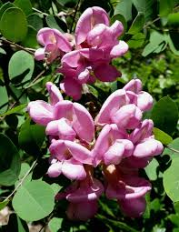 Attēlu rezultāti vaicājumam “Robinia neomexicana fruit”