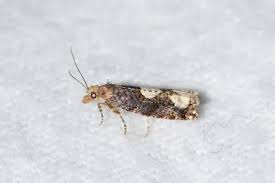 Attēlu rezultāti vaicājumam “Epinotia trigonella”