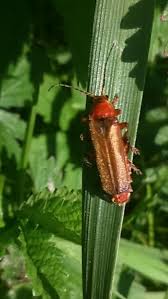 Attēlu rezultāti vaicājumam “Cantharis livida”