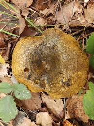 Attēlu rezultāti vaicājumam “Lactarius necator”