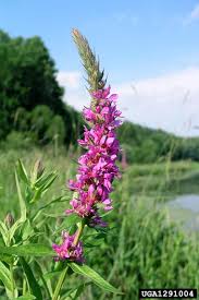 Attēlu rezultāti vaicājumam “Lythrum salicaria flower”