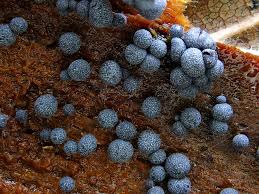 Attēlu rezultāti vaicājumam “Badhamia capsulifera var. arborea sessile”