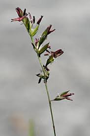 Attēlu rezultāti vaicājumam “Festuca ovina flower”