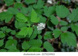 Attēlu rezultāti vaicājumam “Actaea spicata”