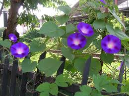 Image result for Ipomoea purpurea