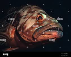 Image result for Serranus atricauda