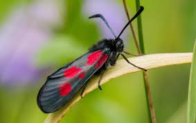 Attēlu rezultāti vaicājumam “Zygaenidae”