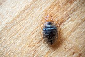 Image result for bed bugs