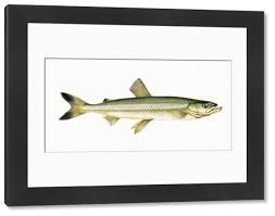 Image result for Osmerus eperlanus