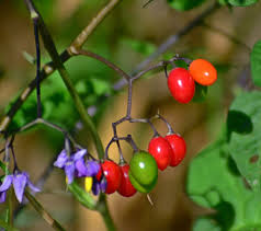 Attēlu rezultāti vaicājumam “Solanaceae”