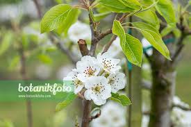 Attēlu rezultāti vaicājumam “Pyrus communis flower”