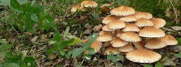 Attēlu rezultāti vaicājumam “Pholiota squarrosa”