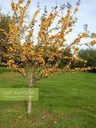 Attēlu rezultāti vaicājumam “Malus x zumi”