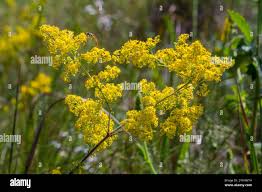 Attēlu rezultāti vaicājumam “Galium schultesii fruit”