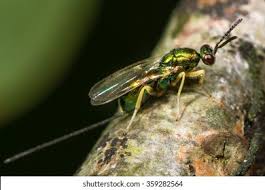 Attēlu rezultāti vaicājumam “Torymidae”