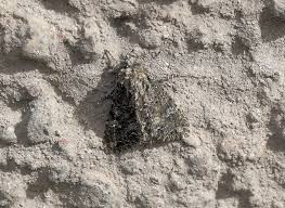 Attēlu rezultāti vaicājumam “Mamestra brassicae exuvia”