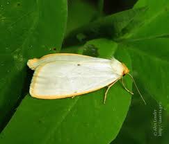 Attēlu rezultāti vaicājumam “Cybosia mesomella”