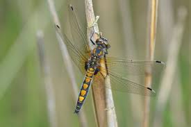 Attēlu rezultāti vaicājumam “Leucorrhinia pectoralis”