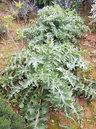 Attēlu rezultāti vaicājumam “Centaurea scabiosa leaf”