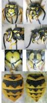 Attēlu rezultāti vaicājumam “Vespula germanica male”