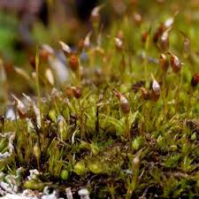 Attēlu rezultāti vaicājumam “Cynodontium strumiferum”