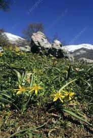 Attēlu rezultāti vaicājumam “Gagea lutea leaf”