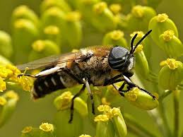 Attēlu rezultāti vaicājumam “Heptatoma pellucens”