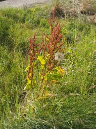 Attēlu rezultāti vaicājumam “Rumex obtusifolius fruit”