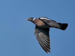 Image result for Columba palumbus