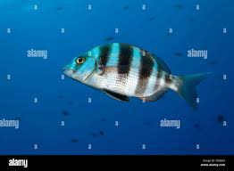 Image result for Diplodus cervinus