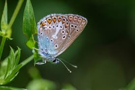 Attēlu rezultāti vaicājumam “Eumedonia eumedon”