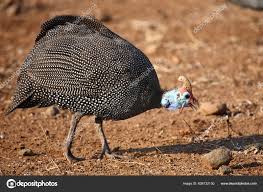 Attēlu rezultāti vaicājumam “Numida meleagris”