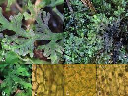 Attēlu rezultāti vaicājumam “Harpanthus flotovianus cells”