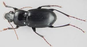 Attēlu rezultāti vaicājumam “Pterostichus sp.”