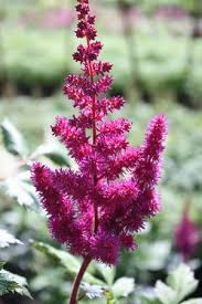 Attēlu rezultāti vaicājumam “Astilbe chinensis flower”