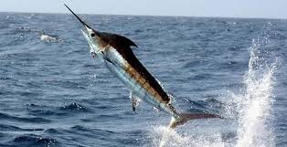 Image result for Makaira mazara