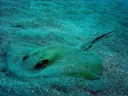 Image result for Dasyatis pastinaca
