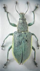 Attēlu rezultāti vaicājumam “Chlorophanus viridis”