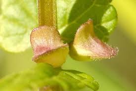 Attēlu rezultāti vaicājumam “Scutellaria galericulata leaf”