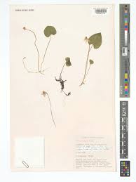 Attēlu rezultāti vaicājumam “Viola epipsila leaf”