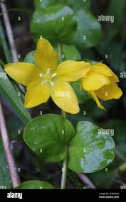 Attēlu rezultāti vaicājumam “Lysimachia nummularia flower”