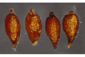 Attēlu rezultāti vaicājumam “Juncus alpinoarticulatus fruit”