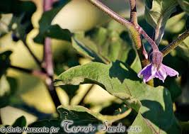 Afbeeldingsresultaat voor bianca a uovo eggplant